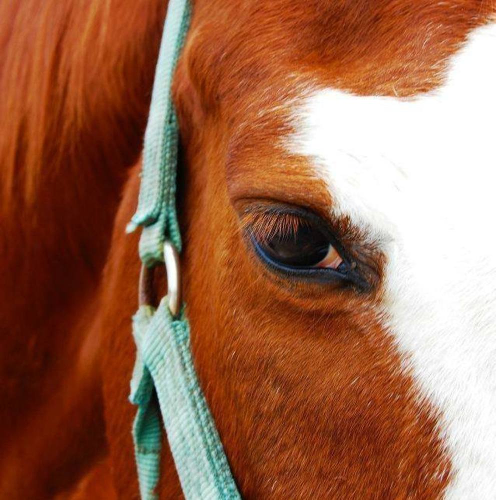 Meet your Posher, Shonna